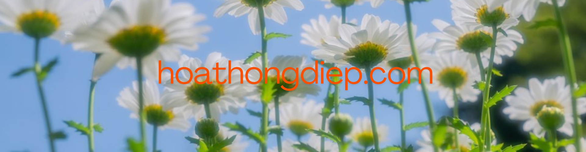 hoathongdiep.com