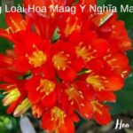 Loài Hoa Mang Ý Nghĩa May Mắn (1)