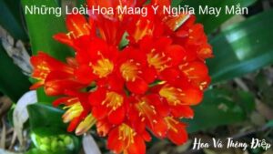 Top 10 Loài Hoa Mang Ý Nghĩa May Mắn