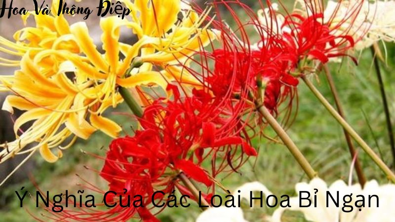 Ý Nghĩa Của Các Loài Hoa Bỉ Ngạn