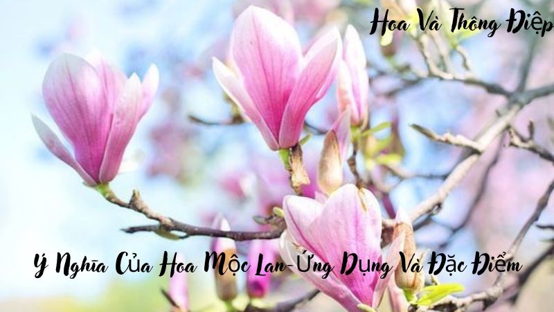 Ý Nghĩa Của Hoa Mộc Lan-Ứng Dụng Và Đặc Điểm