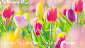 Ý Nghĩa Của Loài Hoa Tulip