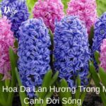 Ý Nghĩa Hoa Dạ Lan Hương