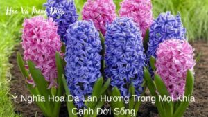 Ý Nghĩa Hoa Dạ Lan Hương Trong Mọi Khía Cạnh Đời Sống