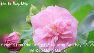 Ý Nghĩa Hoa Phù Dung: Biểu Tượng Sự Thay Đổi và Vẻ Đẹp Mong Manh