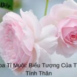 Ý Nghĩa Hoa Tỉ Muội