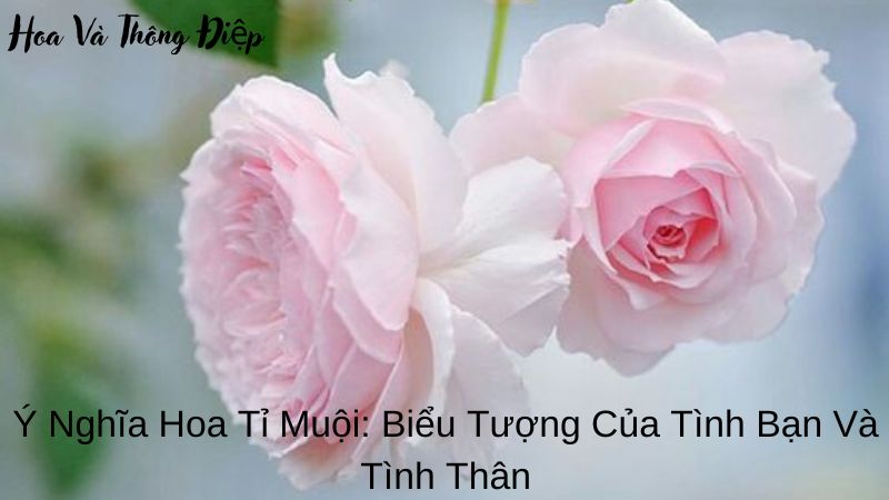 Ý Nghĩa Hoa Tỉ Muội: Biểu Tượng Của Tình Bạn Và Tình Thân