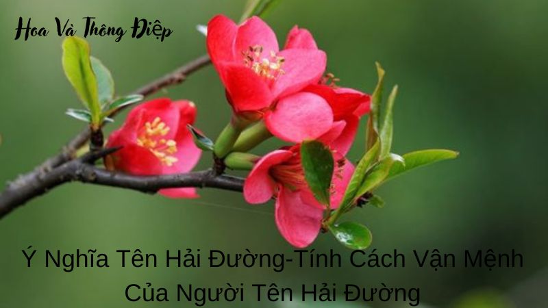 Ý Nghĩa Tên Hải Đường-Tính Cách Vận Mệnh Của Người Tên Hải Đường