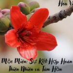 Ý Nghĩa Tên Mộc Miên (1)