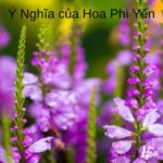 Ý Nghĩa của Hoa Phi Yến