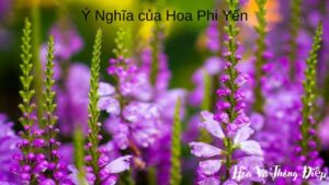 Ý Nghĩa Của Hoa Phi Yến Trong Tình Yêu Và Cuộc Sống