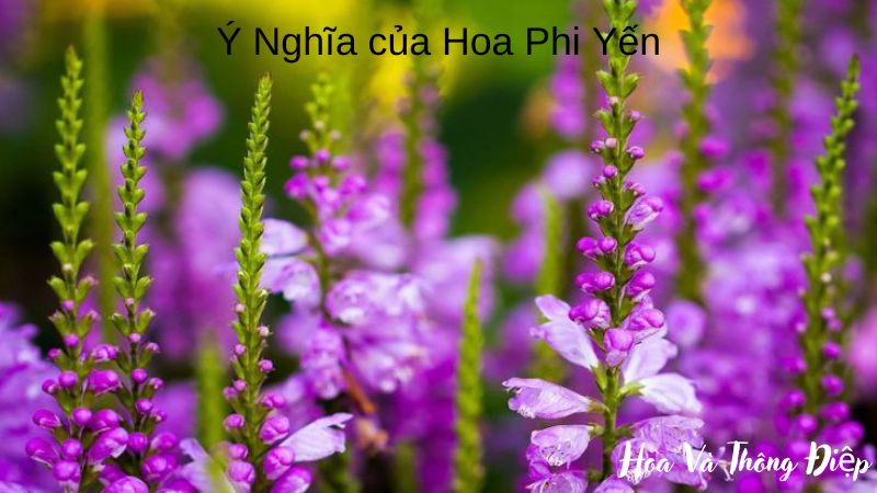 Ý Nghĩa Của Hoa Phi Yến Trong Tình Yêu Và Cuộc Sống