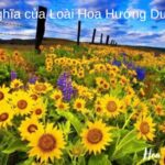 Ý Nghĩa của Loài Hoa Hướng Dương