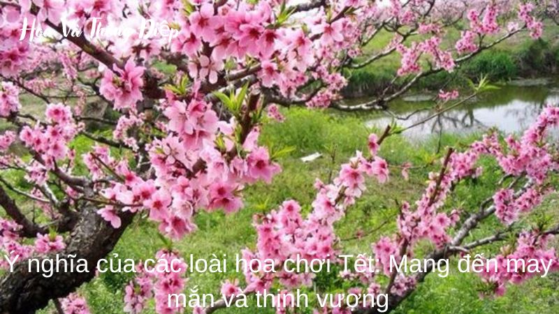 Ý Nghĩa Của Các Loài Hoa Chơi Tết: Mang Đến May Mắn Và Thịnh Vượng